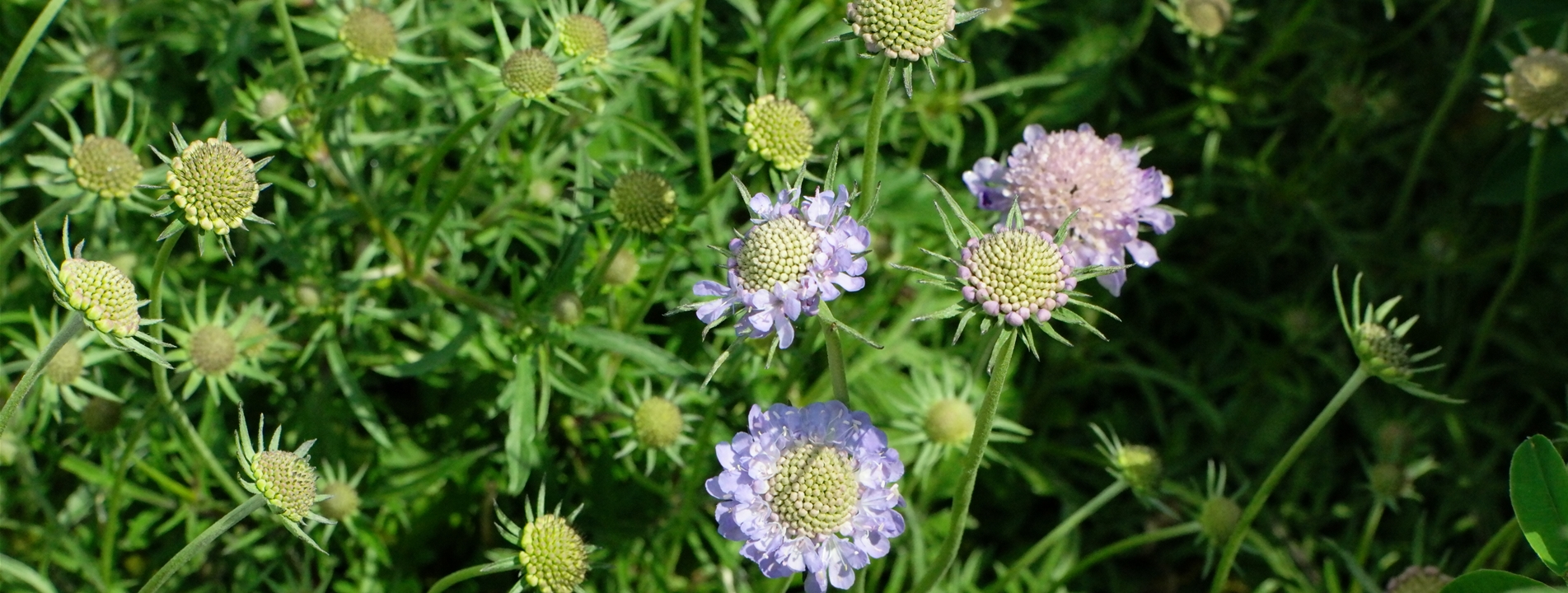 Scabiosa columbaria 'Nana'