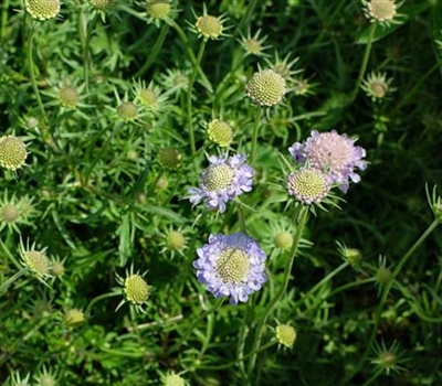 Scabiosa columbaria 'Nana'