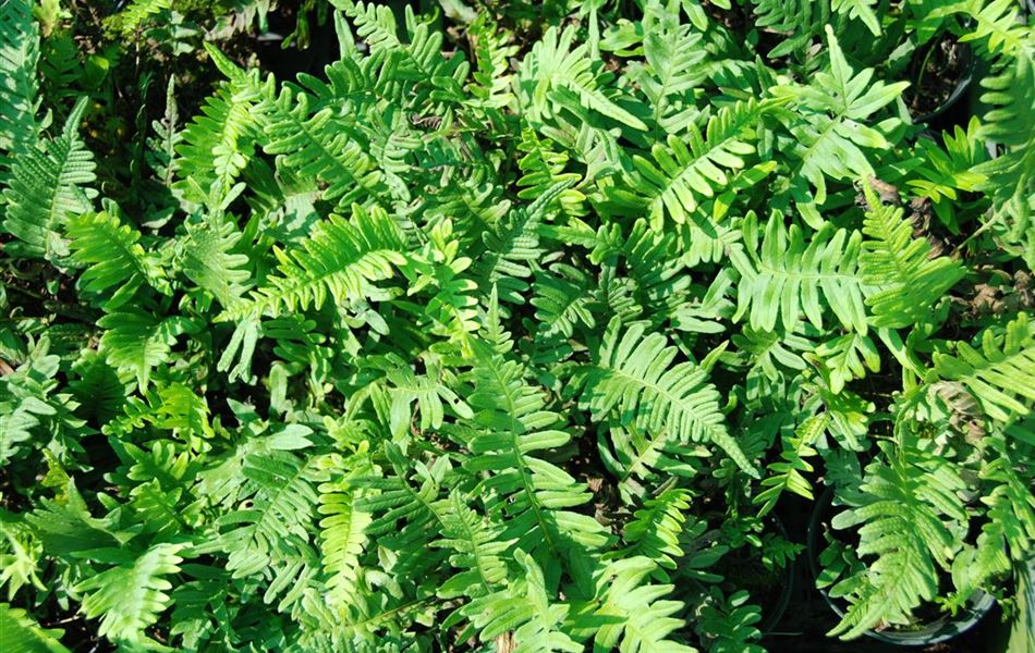 Polypodium vulgare