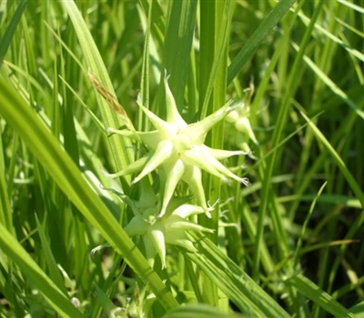 Carex grayi