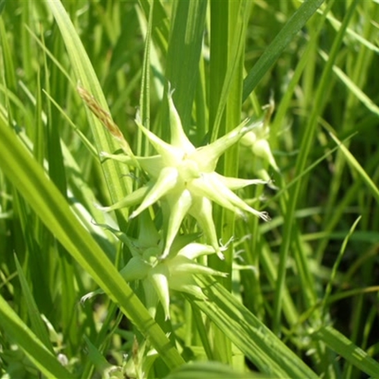 Carex grayi