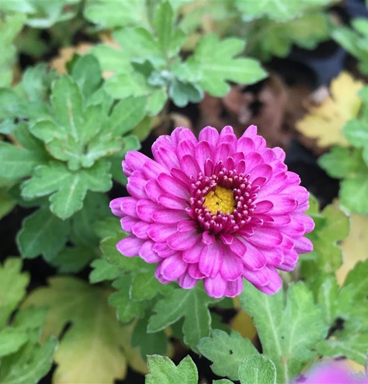 Garten-Chrysantheme 'Mei Kyo'