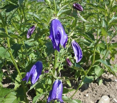 Campanula 'Kent Belle'