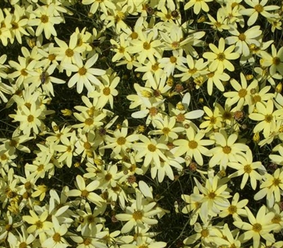 Coreopsis verticillata 'Moonbeam'