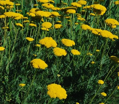 Achillea filipendulina 'Parker's Variety'