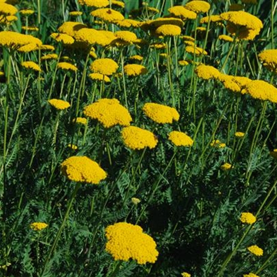 Achillea filipendulina 'Parker's Variety'