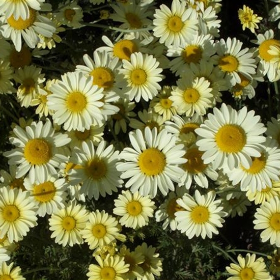 Anthemis hybrida (x) 'Wargrave'