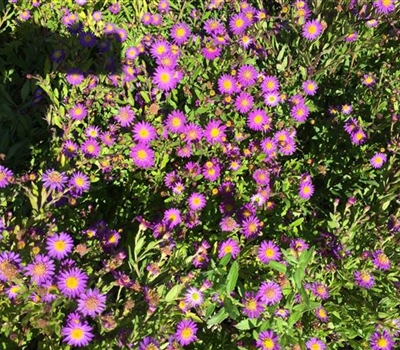 Aster ageratoides 'Ezo Murazaki'