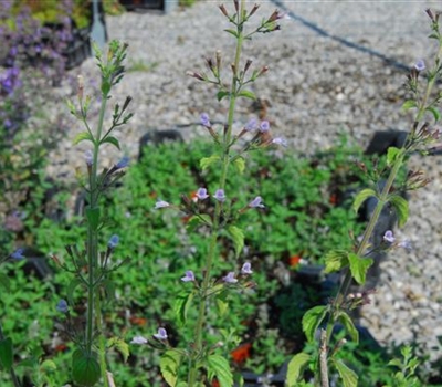 Calamintha nepeta 'Blue Cloud'