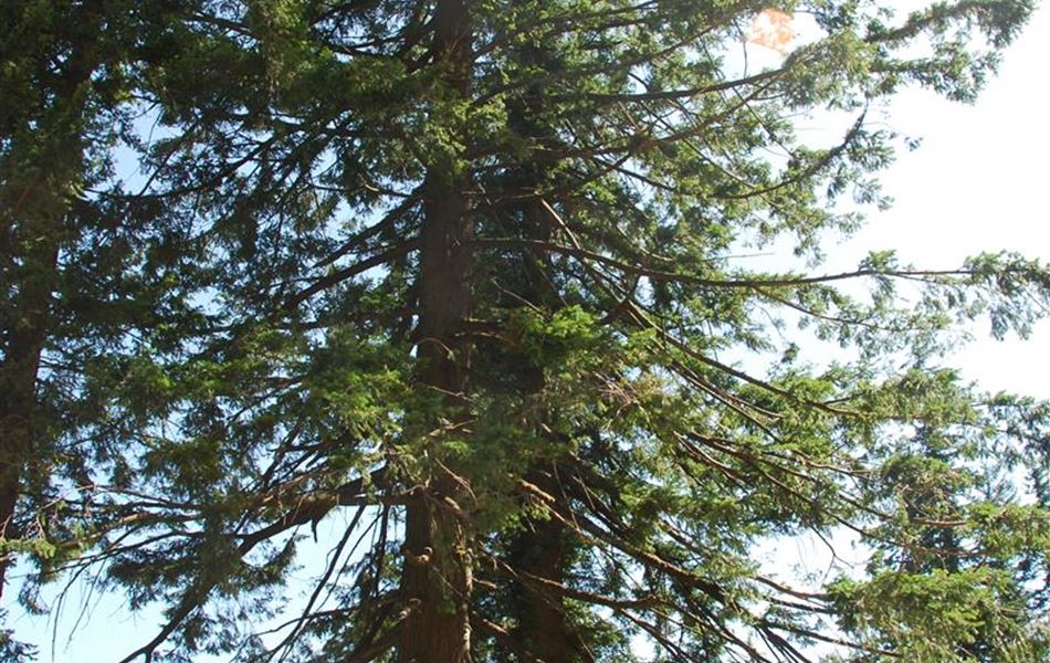 Pseudotsuga menziesii