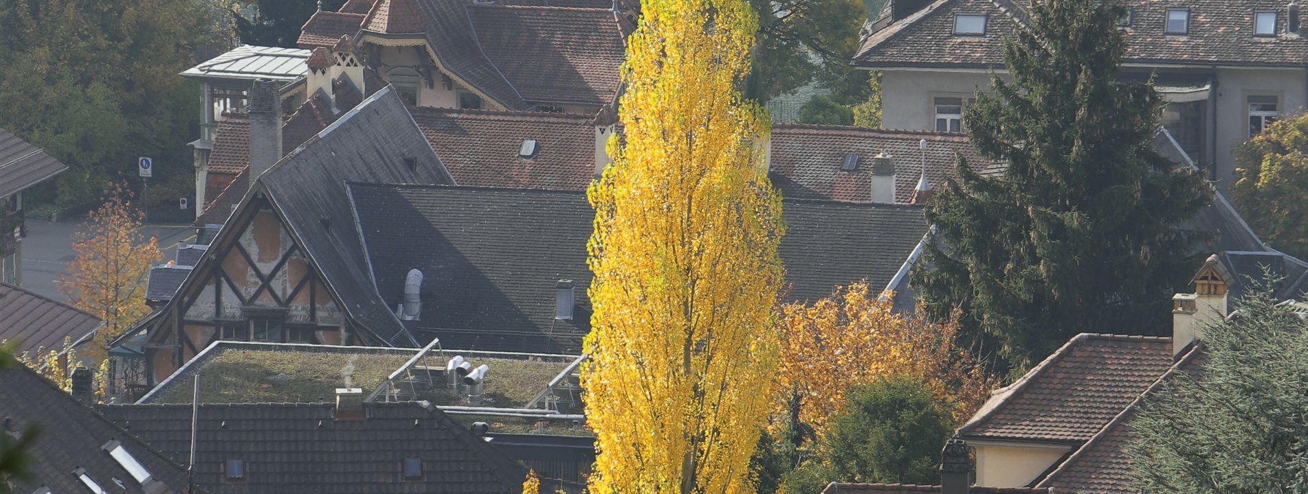 Populus nigra 'Italica'