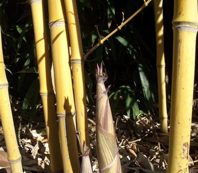 Phyllostachys aureosulcata f. aureocaulis