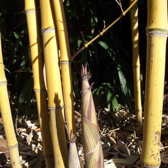 Phyllostachys aureosulcata f. aureocaulis