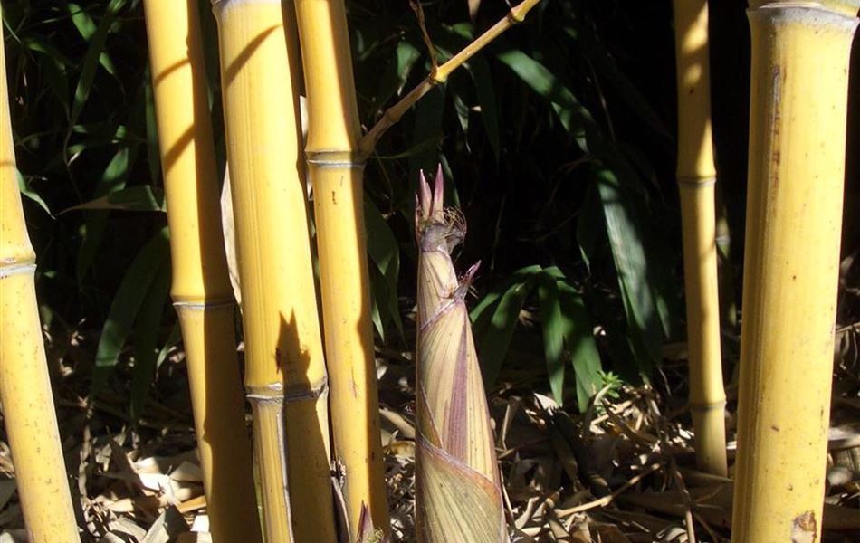 Phyllostachys aureosulcata f. aureocaulis