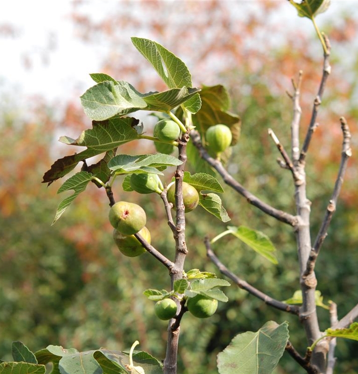 Feigenbaum