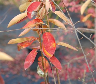 Amelanchier 'Ballerina'