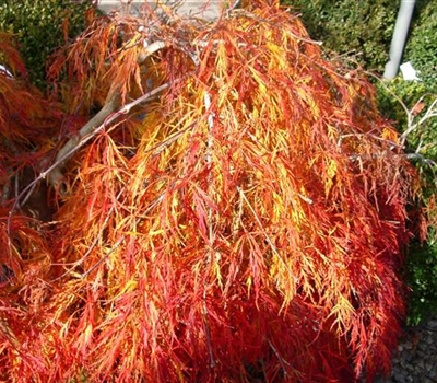 Acer palmatum 'Ornatum'