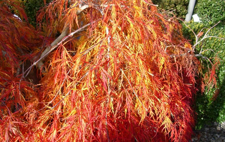 Acer palmatum 'Ornatum'