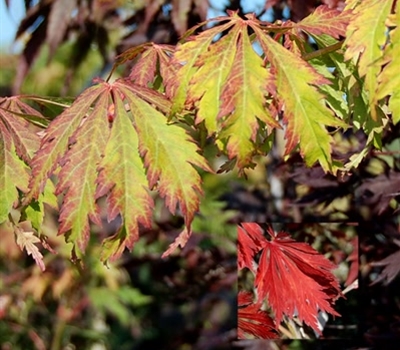 Acer japonicum 'Meiku Jaku'