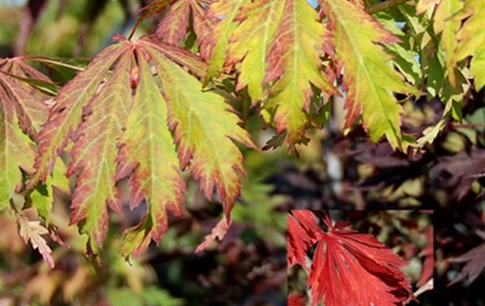 Acer japonicum 'Meiku Jaku'