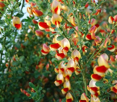 Cytisus (Scoparius-Gruppe) 'Roter Favorit'