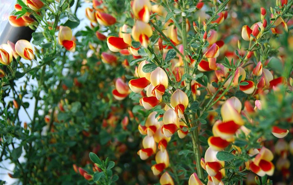 Cytisus (Scoparius-Gruppe) 'Roter Favorit'