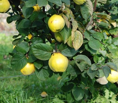 Cydonia oblonga 'Ronda'