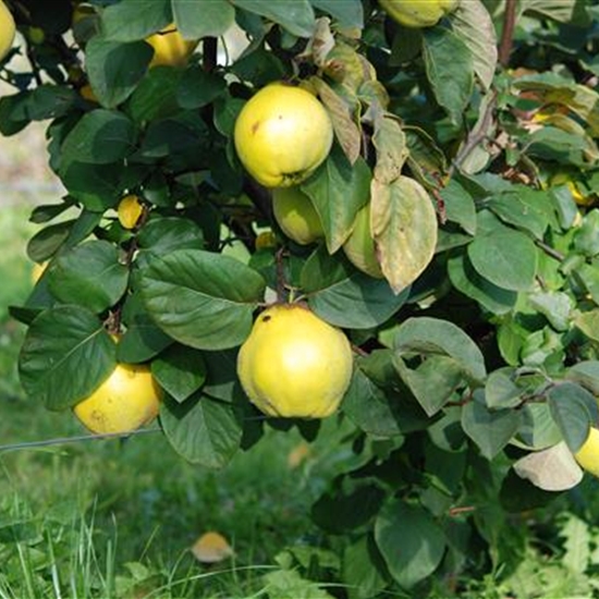 Cydonia oblonga 'Ronda'