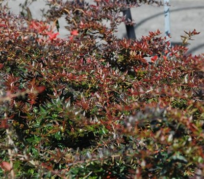 Berberis interposita (x) 'Wallich's Purple'