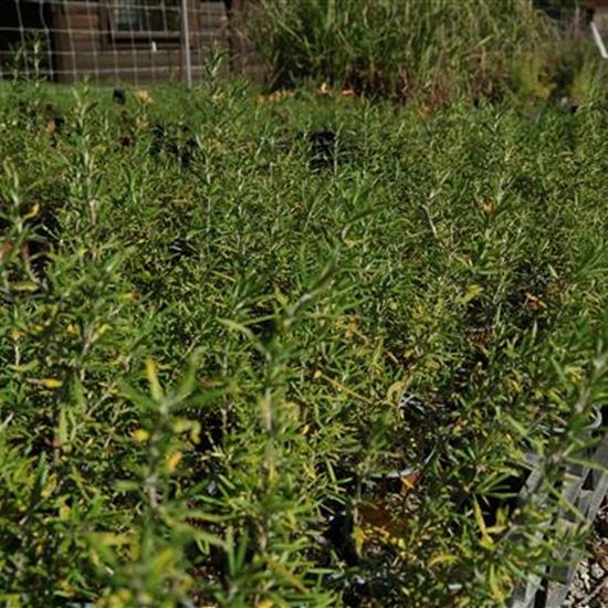 Rosmarinus officinalis 'Thulä'