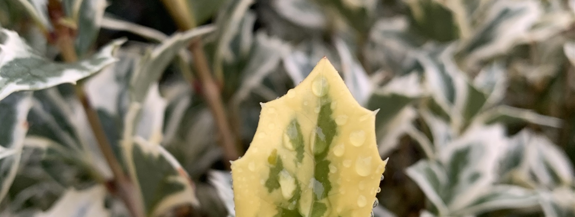 Osmanthus heterophyllus 'Variegatus'