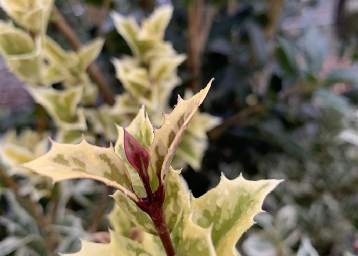 Osmanthus