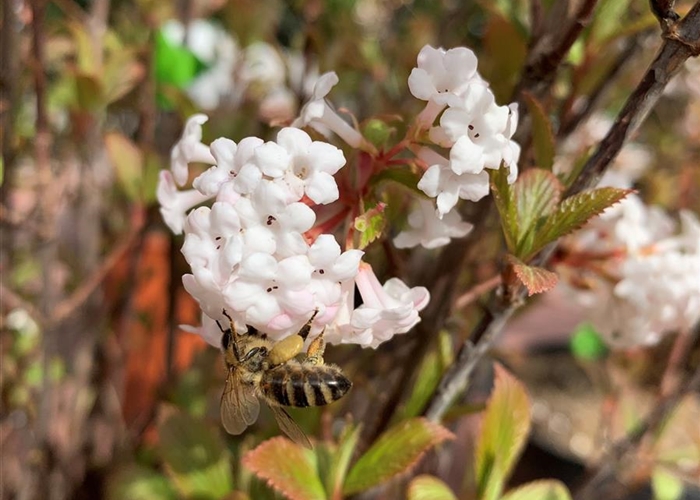 Viburnum farreri 'Nanum'