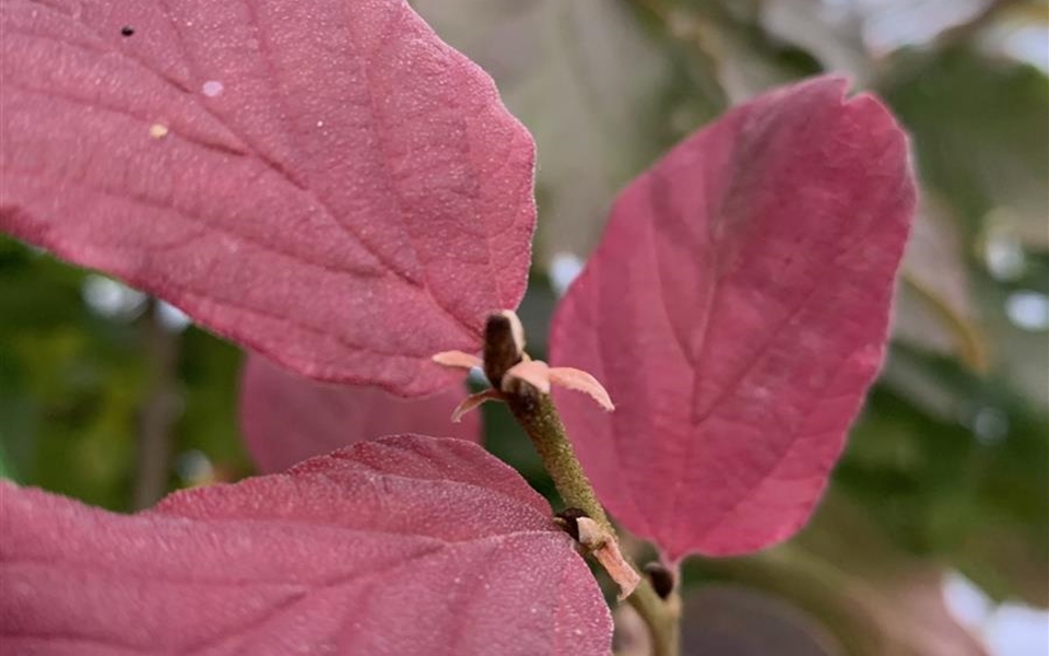 Parrotia persica.JPEG