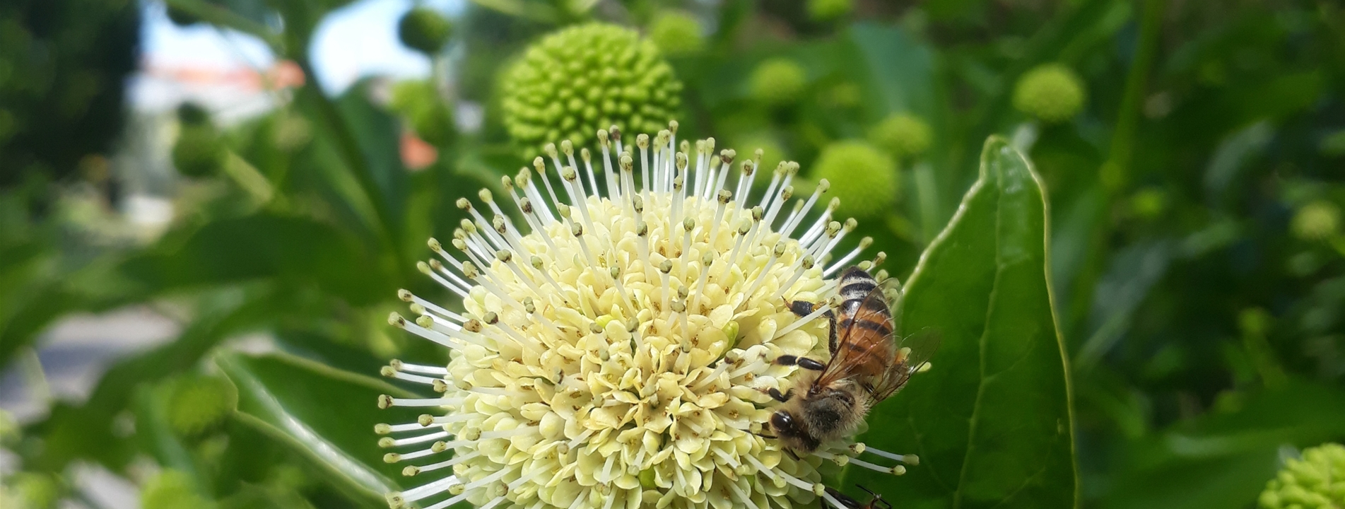 Cephalanthus occidentalis