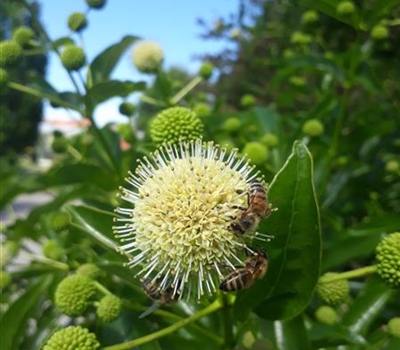 Cephalanthus occidentalis