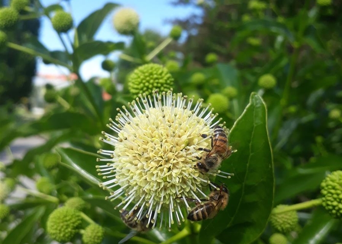 Cephalanthus occidentalis