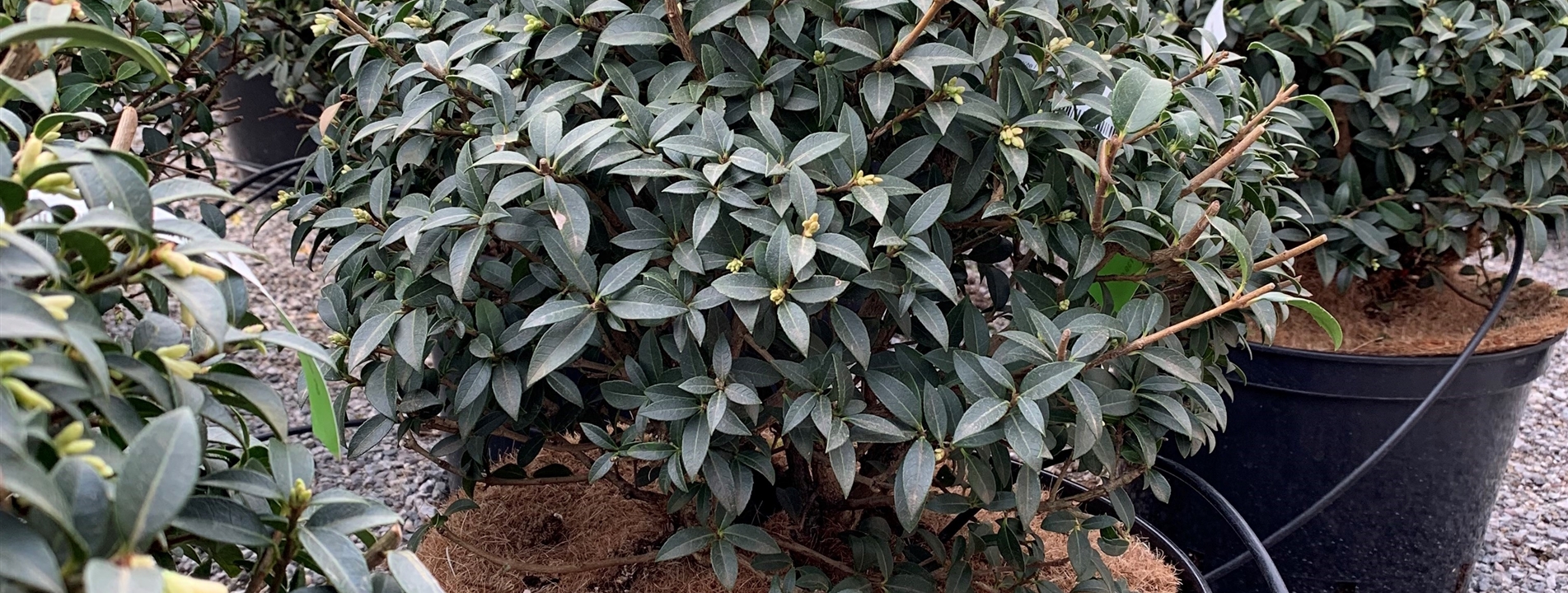 Osmanthus burkwoodii (x) Kugelform