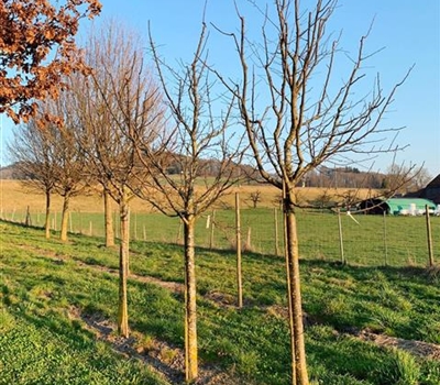 Prunus domestica 'Bühler Frühzwetschge'