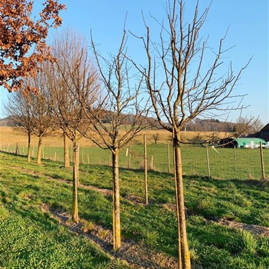 Prunus domestica 'Bühler Frühzwetschge'