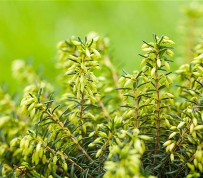 Erica carnea weiss