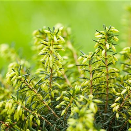 Erica carnea weiss