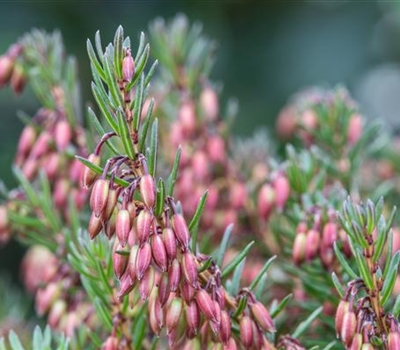 Erica carnea rot