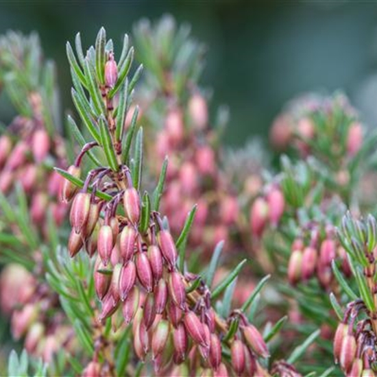 Erica carnea rot