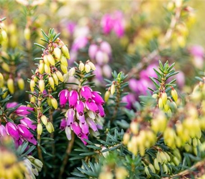 Erica carnea rosa