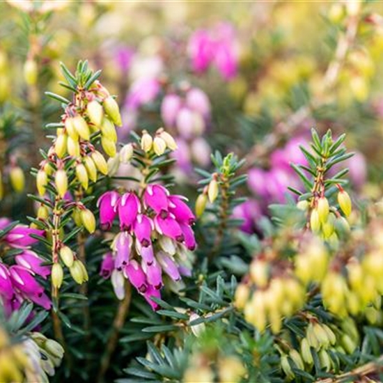 Erica carnea rosa