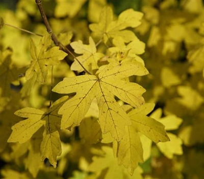 Acer campestre 'Elsrijk'