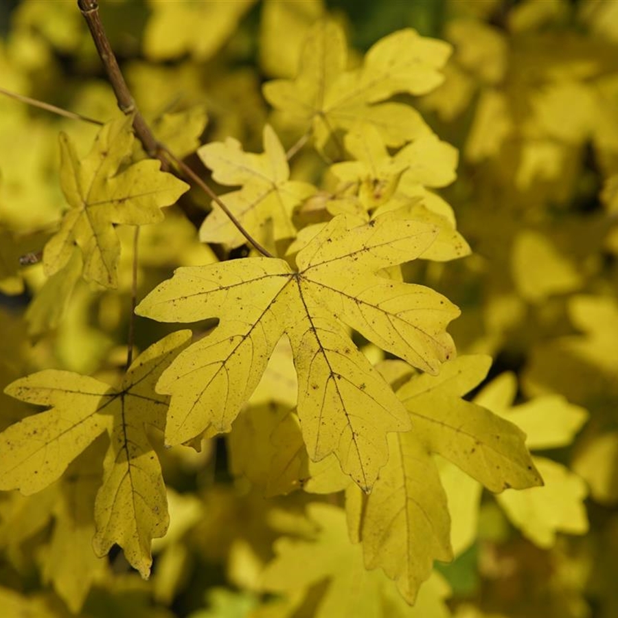 Acer campestre 'Elsrijk'