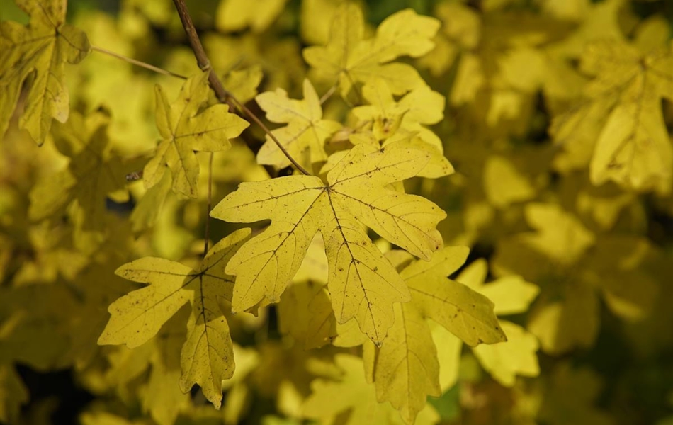 Acer campestre 'Elsrijk'