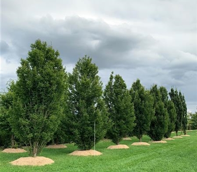 Carpinus betulus 'Frans Fontaine'